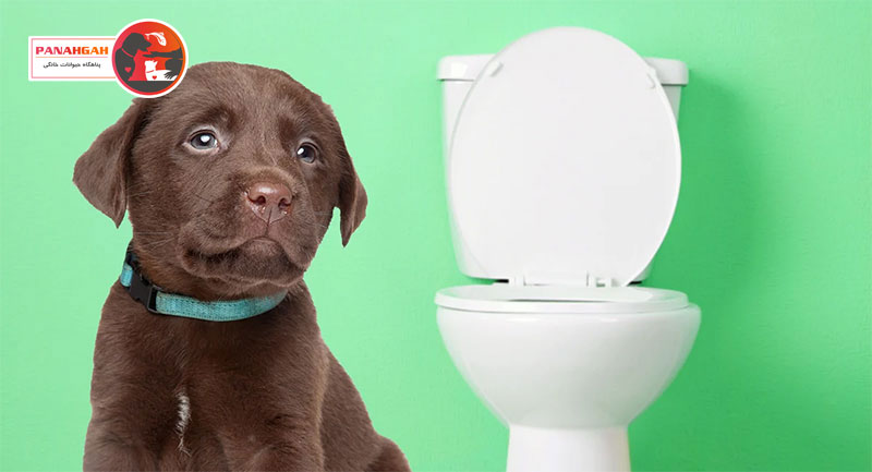 آموزش دستشویی سگ